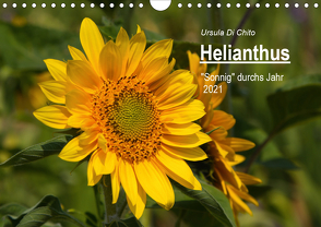 Helianthus (Wandkalender 2021 DIN A4 quer) von Di Chito,  Ursula