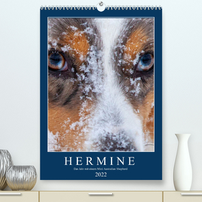 Hermine – Ein Jahr mit einem Mini Australian Shepherd (Premium, hochwertiger DIN A2 Wandkalender 2022, Kunstdruck in Hochglanz) von Wernze,  Kai