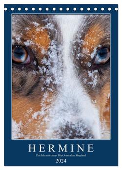 Hermine – Ein Jahr mit einem Mini Australian Shepherd (Tischkalender 2024 DIN A5 hoch), CALVENDO Monatskalender von Wernze,  Kai