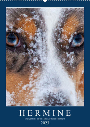 Hermine – Ein Jahr mit einem Mini Australian Shepherd (Wandkalender 2023 DIN A2 hoch) von Wernze,  Kai