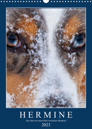 Hermine – Ein Jahr mit einem Mini Australian Shepherd (Wandkalender 2023 DIN A3 hoch) von Wernze,  Kai