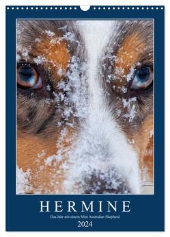 Hermine – Ein Jahr mit einem Mini Australian Shepherd (Wandkalender 2024 DIN A3 hoch), CALVENDO Monatskalender von Wernze,  Kai