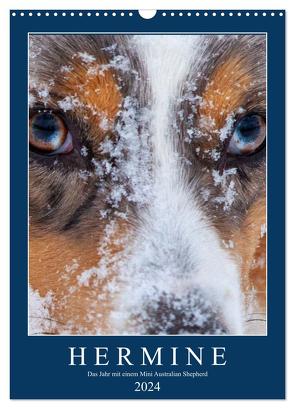 Hermine – Ein Jahr mit einem Mini Australian Shepherd (Wandkalender 2024 DIN A3 hoch), CALVENDO Monatskalender von Wernze,  Kai