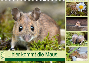 … hier kommt die Maus … (Wandkalender 2023 DIN A2 quer) von GUGIGEI