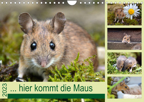 … hier kommt die Maus … (Wandkalender 2023 DIN A4 quer) von GUGIGEI