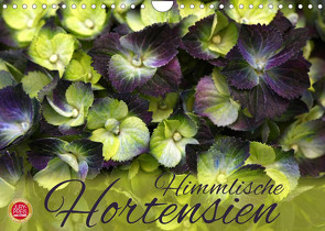 Himmlische Hortensien (Wandkalender 2023 DIN A4 quer) von Cross,  Martina