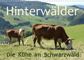 Hinterwälder – Die Kühe aus dem Schwarzwald (Wandkalender 2022 DIN A3 quer) von Goldscheider,  Stefanie