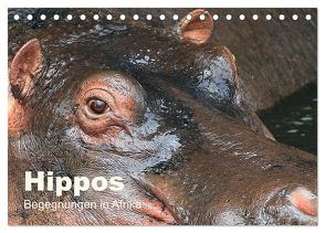 Hippos – Begegnungen in Afrika (Tischkalender 2024 DIN A5 quer), CALVENDO Monatskalender von Herzog,  Michael