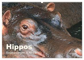 Hippos – Begegnungen in Afrika (Wandkalender 2024 DIN A2 quer), CALVENDO Monatskalender von Herzog,  Michael