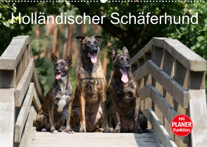 Holländischer Schäferhund (Wandkalender 2023 DIN A2 quer) von Verena Scholze,  Fotodesign