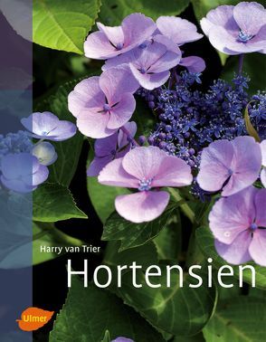 Hortensien von van Trier,  Harry