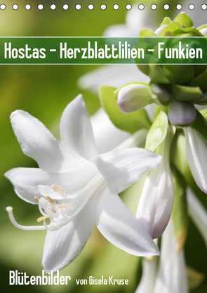 Hostas Herzblattlilien Funkien (Tischkalender 2021 DIN A5 hoch) von Kruse,  Gisela