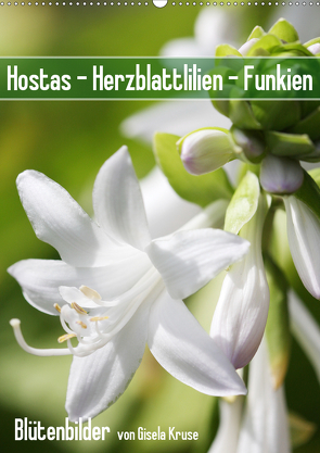 Hostas Herzblattlilien Funkien (Wandkalender 2021 DIN A2 hoch) von Kruse,  Gisela