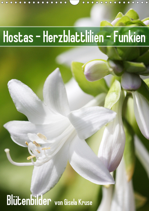 Hostas Herzblattlilien Funkien (Wandkalender 2021 DIN A3 hoch) von Kruse,  Gisela