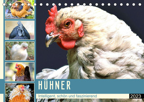 Hühner. Intelligent, schön und faszinierend (Tischkalender 2023 DIN A5 quer) von Hurley,  Rose