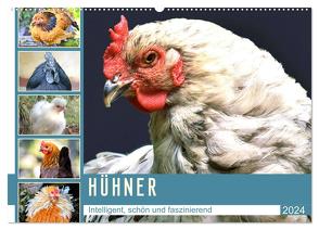 Hühner. Intelligent, schön und faszinierend (Wandkalender 2024 DIN A2 quer), CALVENDO Monatskalender von Hurley,  Rose