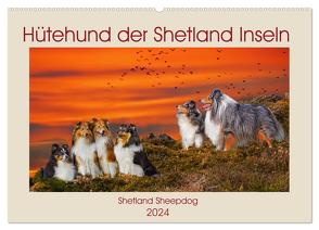 Hütehund der Shetland Inseln – Shetland Sheepdog (Wandkalender 2024 DIN A2 quer), CALVENDO Monatskalender von Starick,  Sigrid