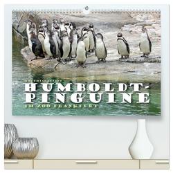 HUMBOLDTPINGUINE (hochwertiger Premium Wandkalender 2024 DIN A2 quer), Kunstdruck in Hochglanz von Besant,  Matthias