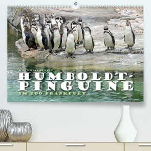 HUMBOLDTPINGUINE (Premium, hochwertiger DIN A2 Wandkalender 2023, Kunstdruck in Hochglanz) von Besant,  Matthias