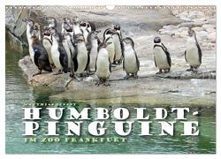 HUMBOLDTPINGUINE (Wandkalender 2024 DIN A3 quer), CALVENDO Monatskalender von Besant,  Matthias