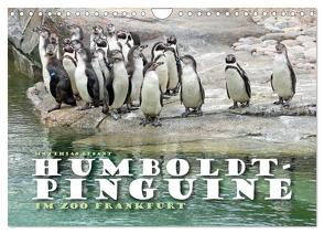 HUMBOLDTPINGUINE (Wandkalender 2024 DIN A4 quer), CALVENDO Monatskalender von Besant,  Matthias