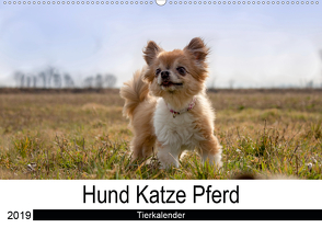 Hund Katze PferdAT-Version (Wandkalender 2019 DIN A2 quer) von Hutterer Fotografie,  Martha