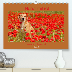 Hund mit rot – Azawakh – Ridgeback (Premium, hochwertiger DIN A2 Wandkalender 2022, Kunstdruck in Hochglanz) von Bölts,  Meike
