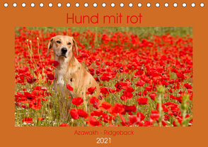 Hund mit rot – Azawakh – Ridgeback (Tischkalender 2021 DIN A5 quer) von Bölts,  Meike