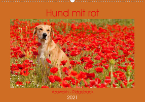 Hund mit rot – Azawakh – Ridgeback (Wandkalender 2021 DIN A2 quer) von Bölts,  Meike