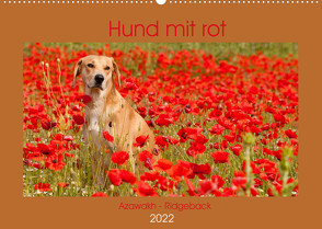 Hund mit rot – Azawakh – Ridgeback (Wandkalender 2022 DIN A2 quer) von Bölts,  Meike