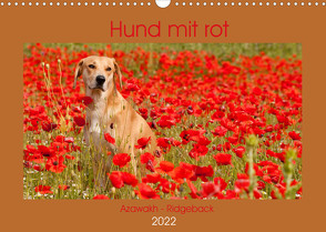 Hund mit rot – Azawakh – Ridgeback (Wandkalender 2022 DIN A3 quer) von Bölts,  Meike
