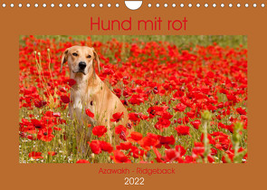 Hund mit rot – Azawakh – Ridgeback (Wandkalender 2022 DIN A4 quer) von Bölts,  Meike