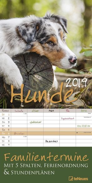 Hunde 2019