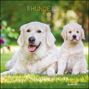 Hunde 2023 – Broschürenkalender 30×30 cm (30×60 geöffnet) – Kalender mit Platz für Notizen – Dogs – Bildkalender – Wandkalender – Hundekalender