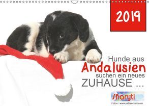 Hunde aus Andalusien suchen ein neues Zuhause … (Wandkalender 2019 DIN A3 quer) von Eckerl Tierfotografie www.petraeckerl.com,  Petra