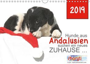 Hunde aus Andalusien suchen ein neues Zuhause … (Wandkalender 2019 DIN A4 quer) von Eckerl Tierfotografie www.petraeckerl.com,  Petra