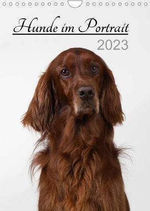 Hunde im Portrait (Wandkalender 2023 DIN A4 hoch) von Bollich,  Heidi