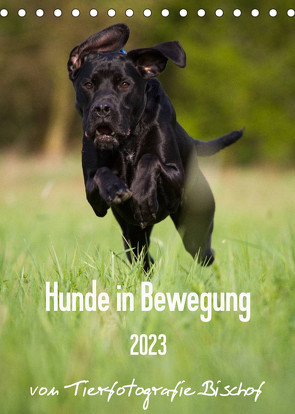 Hunde in Bewegung 2023 von Tierfotografie Bischof (Tischkalender 2023 DIN A5 hoch) von Bischof,  Tierfotografie