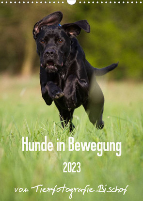 Hunde in Bewegung 2023 von Tierfotografie Bischof (Wandkalender 2023 DIN A3 hoch) von Bischof,  Tierfotografie