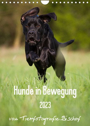 Hunde in Bewegung 2023 von Tierfotografie Bischof (Wandkalender 2023 DIN A4 hoch) von Bischof,  Tierfotografie