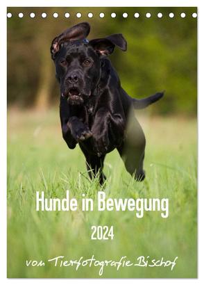 Hunde in Bewegung 2024 von Tierfotografie Bischof (Tischkalender 2024 DIN A5 hoch), CALVENDO Monatskalender von Bischof,  Tierfotografie