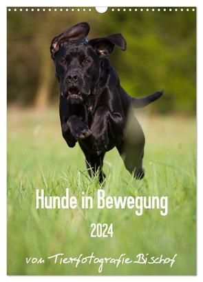 Hunde in Bewegung 2024 von Tierfotografie Bischof (Wandkalender 2024 DIN A3 hoch), CALVENDO Monatskalender von Bischof,  Tierfotografie