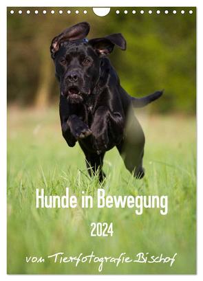 Hunde in Bewegung 2024 von Tierfotografie Bischof (Wandkalender 2024 DIN A4 hoch), CALVENDO Monatskalender von Bischof,  Tierfotografie