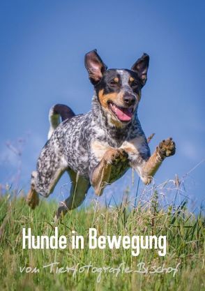 Hunde in Bewegung – Das Posterbuch – von Tierfotografie Bischof (Posterbuch DIN A3 hoch) von Bischof,  Melanie, Bischof,  Tierfotografie