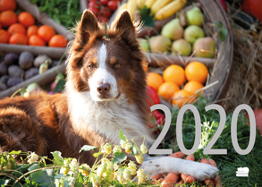 Hunde Rezept-Kalender 2020 von Esch-Völkel,  Sylvia