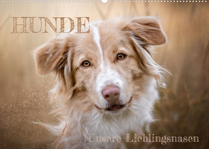 Hunde – Unsere Lieblingsnasen (Wandkalender 2023 DIN A2 quer) von Andreas Kossmann,  Tierfotografie