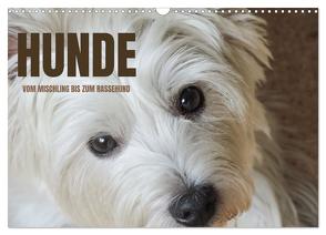 Hunde – vom Mischling bis zum Rassehund (Wandkalender 2024 DIN A3 quer), CALVENDO Monatskalender von Rohde,  Angela