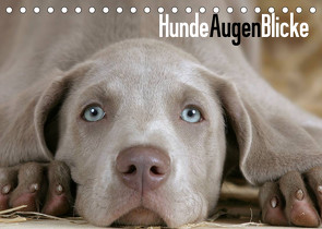 HundeAugenBlicke (Tischkalender 2023 DIN A5 quer) von Wegner,  Petra