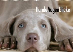 HundeAugenBlicke (Wandkalender 2022 DIN A2 quer) von Wegner,  Petra