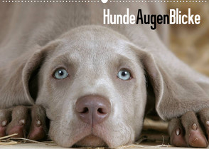 HundeAugenBlicke (Wandkalender 2023 DIN A2 quer) von Wegner,  Petra